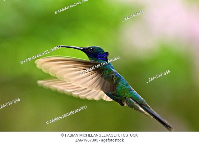 Sparkling violetears Colibri coruscans in flight with translucent wings open in the cloud forest near Caracas Venezuela