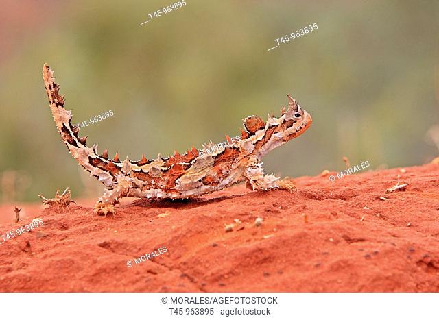 moloch Thorny Devil Moloch horridus Alice springs  Desert rouge  Australie Ordre Squamata Famille Agamidae