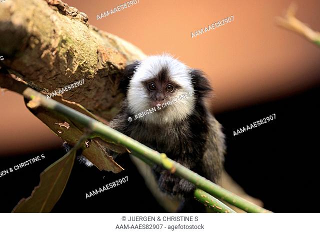 White-Headed Marmoset, Tufted-Ear Marmoset, Geoffroy`s Marmoset (Callithrix geoffroyi) young on tree, Brazil, South America