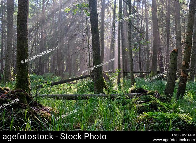 Sunbeam entering rich deciduous riparian stand in misty morning, just rain after, Bialowieza Forest, Poland, Europe