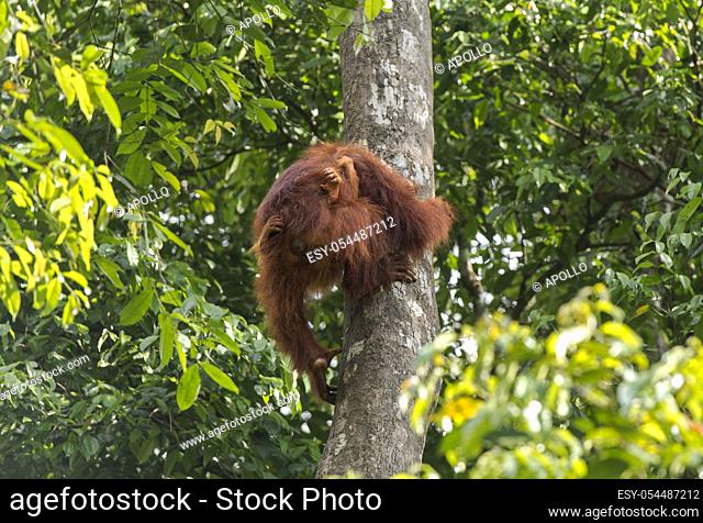Orang-Utan mother with baby climbing a tree, Wildlife Centre, Semenggoh Nature Reserve, Siburan, Sarawak
