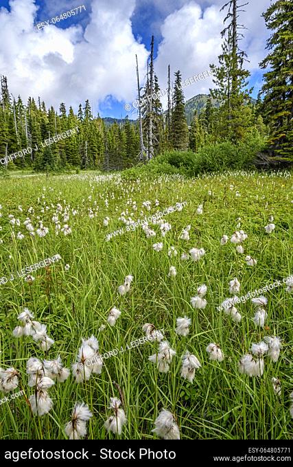 A meadow of cottongrass in Strathcona Provincial Park, British Columbia