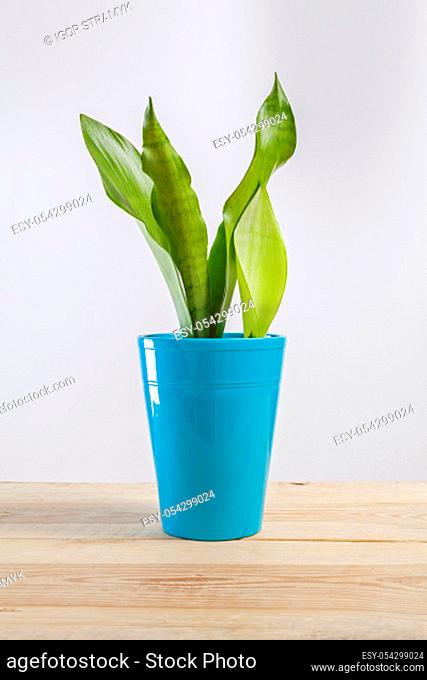 Sanseviera moonshine house plant in a pot on a wooden table