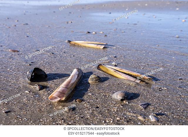 mussels still life (north sea)