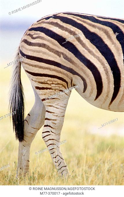 Burchell's Zebra (Equus burchelli). Etosha National Park. Namibia