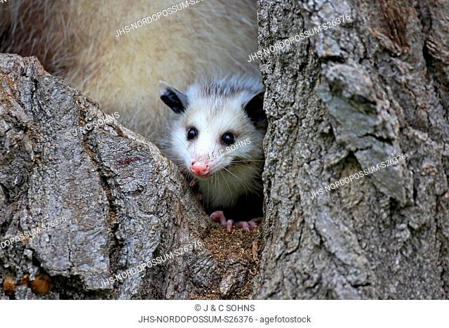 Virginia opossum, North American opossum, (Didelphis virginiana), young at tree trunk alert, portrait, Pine County, Minnesota, USA, North America