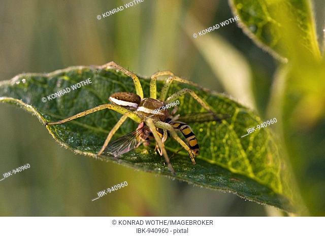 Raft Spider (Dolomedes fimbriatus) with prey, Bavaria, Germany, Europe
