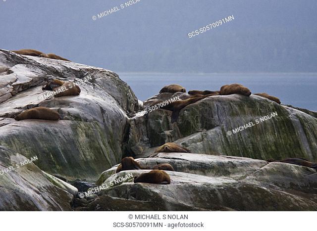 Northern Steller sea lion Eumetopias jubatus colony on the South Marble Islands inside Glacier Bay National Park, southeastern Alaska This is the second largest...
