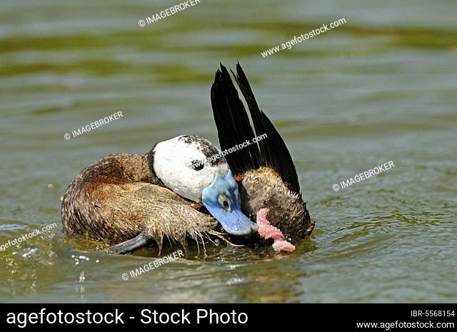 White-headed ducks (Oxyura leucocephala), White-headed Duck, Ducks, Geese, Animals, Birds, White-headed Duck adult male, with extended penis after mating