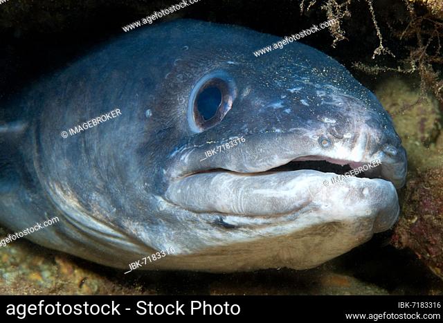 Close-up of head of adult conger eel (Conger conger), Mediterranean Sea, Sicily, Italy, Europe