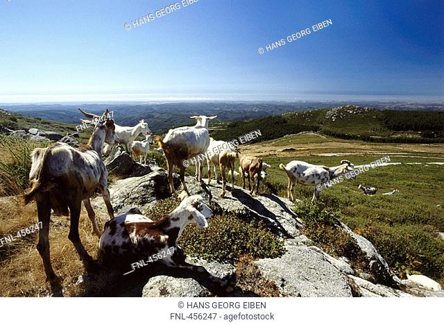 Goats on hill, Algarve, Portugal