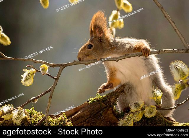 close up of red squirrel holding on to a willow branch with flowers