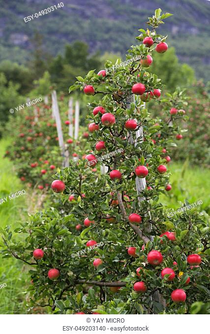 Apple tree gardens in Lofthus around the Hardanger fjord
