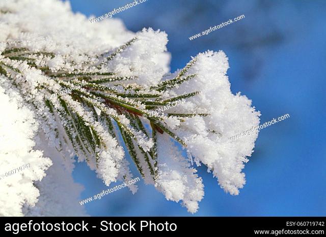 Pine-tree branch covered with frost on a sunny winter day