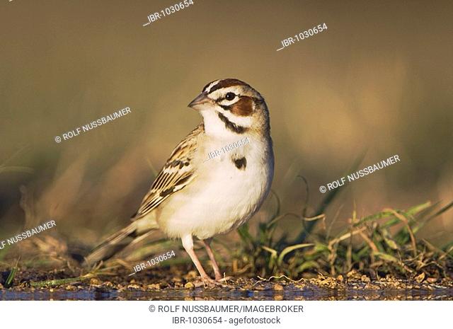 Lark Sparrow (Chondestes grammacus), adult on ground, Uvalde County, Hill Country, Central Texas, USA