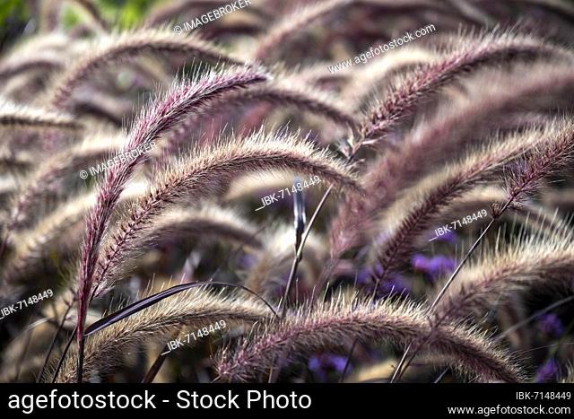 African lampbush grass (Cenchrus setaceus), Baden-Württemberg, Germany, Europe
