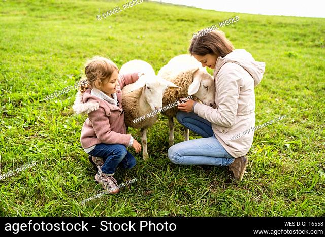 Smiling mother and daughter stroking sheep in farm