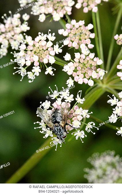 Fly (Sarcophaga sp., fam. Sarcophagidae) on Apiaceae plant. Osseja, Languedoc-Roussillon, Pyrenees Orientales, France
