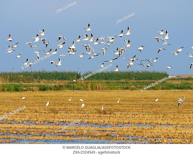 Seagulls (Laurus audouinii) at harvested rice fields. Ebro River Delta Natural Park, Tarragona province, Catalonia, Spain