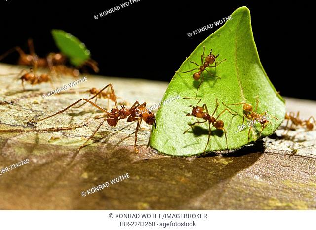 Leafcutter Ants (Atta cephalotes), carrying leaf fragments, rainforest, Costa Rica, Central America