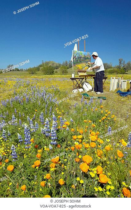 Painter painting a landscape on canvas in field of multi-colored flowers on Shell Creek Road, off highway 58, CA