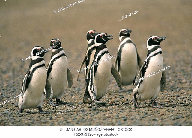 Magellanic Penguin (Spheniscus magellanicus)