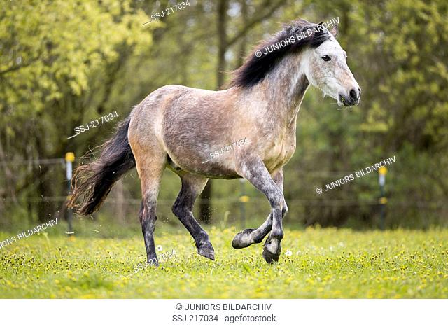 Connemara Pony. Dun gelding galloping on a pasture in spring. Germany