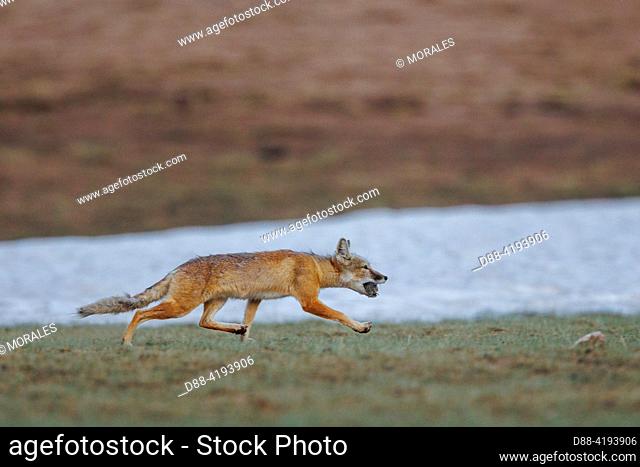 Asia, Mongolia, Eastern Mongolia, Steppe, Young Corsac Fox (Vulpus corsac), Adult returning to the burrow with a vole in its mouth