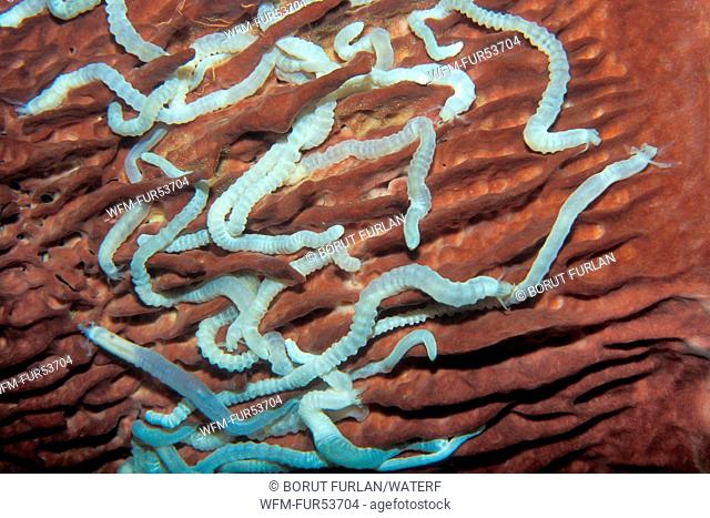 White Snake Sea Cucumber on Barrel Sponge, Synaptula sp., Xestospongia testudinaria, Phuket, Thailand
