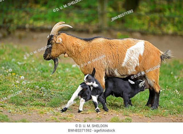 domestic goat (Capra hircus, Capra aegagrus f. hircus), mother with her kids on a meadow in spring, Germany, Bavaria