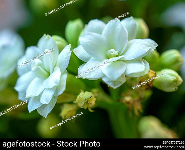 Closeup of the pure white petals on two tiny flowers of a Kalanchoe plant