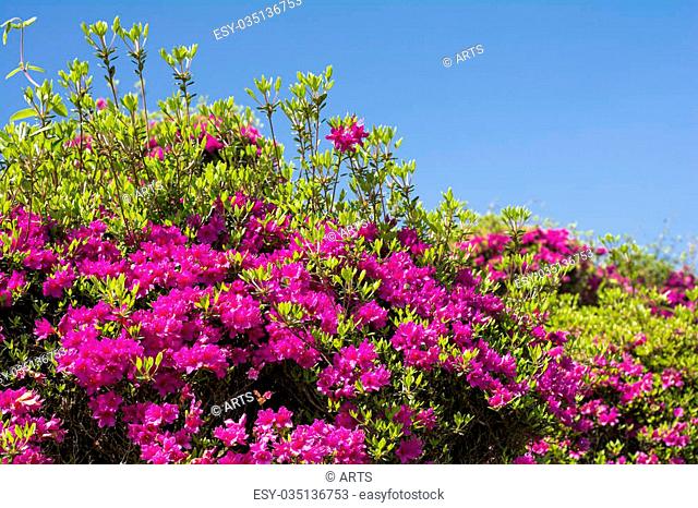 Purple azalea flowers and green leaves under blue sky