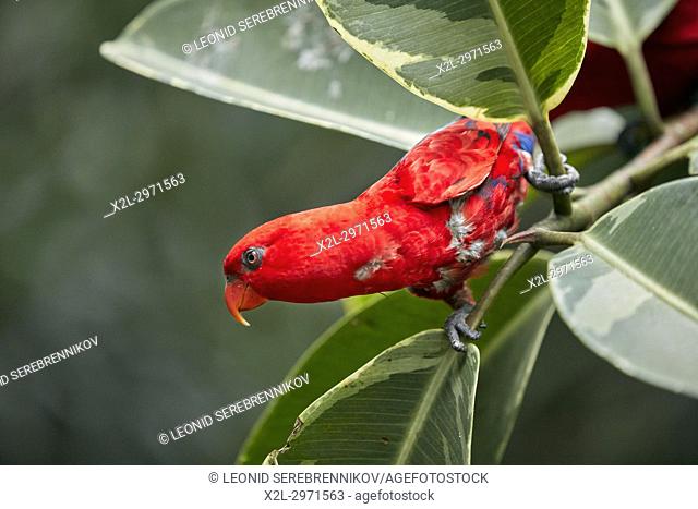 Red Lory (Eos bornea). Bali Bird Park, Batubulan, Gianyar regency, Bali, Indonesia