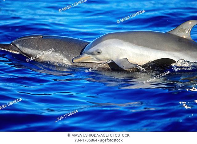 pantropical spotted dolphin, Stenella attenuata, calf, riding on mother’s back, offshore, Kona Coast, Big Island, Hawaii, USA, Pacific Ocean