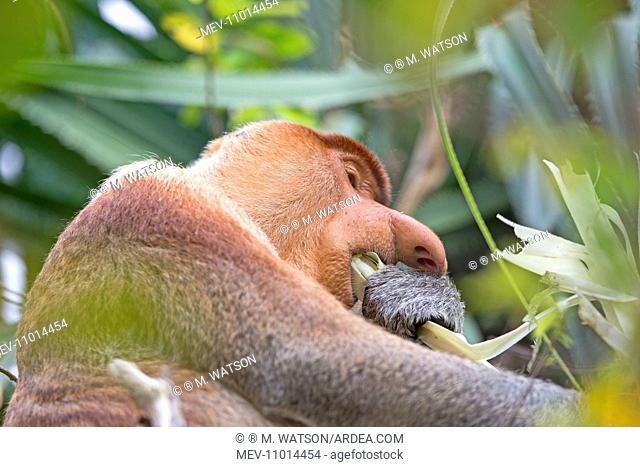 Proboscis / Long-nosed Monkey - eating leaves Bako National Park, Sarawak, Malaysia, Borneo, Asia (Nasalis larvatus)