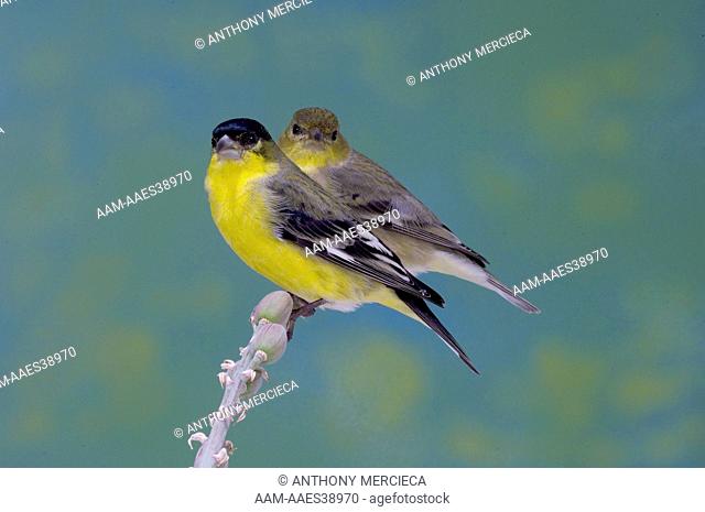 Lesser Goldfinch-pair-California