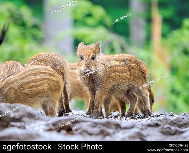 Young boar, piglet. Wild Boar (Sus scrofa) in Forest. National Park Bavarian Forest, enclosure. Europe, Germany, Bavaria