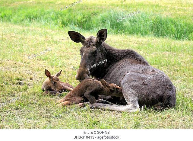 Moose, Alces alces, Eurasian Elk, Scandinavia, Europe, adult mother with two youngs