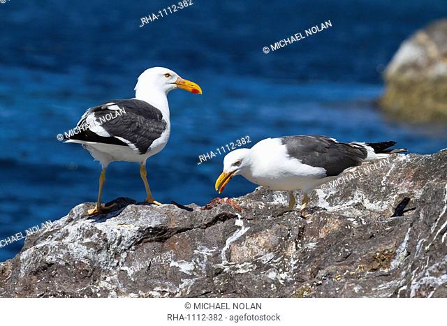 Yellow-footed gulls Larus livens, Gulf of California Sea of Cortez, Baja California Sur, Mexico, North America