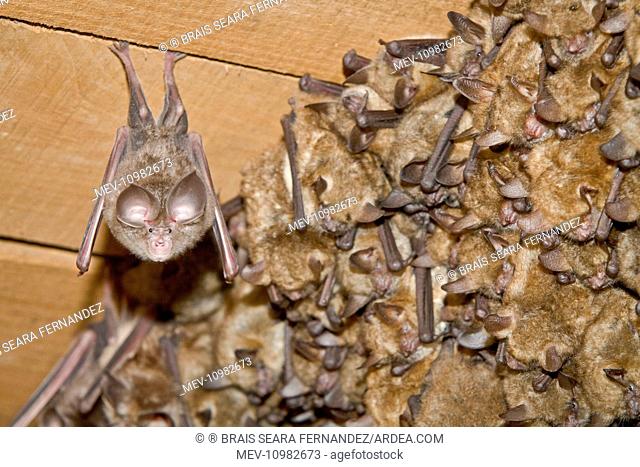 Mediterranean Horseshoe Bat - adult suspended from the ceiling next to to a young bat colony Allariz, Galicia, Spain (Rhinolophus euryale)