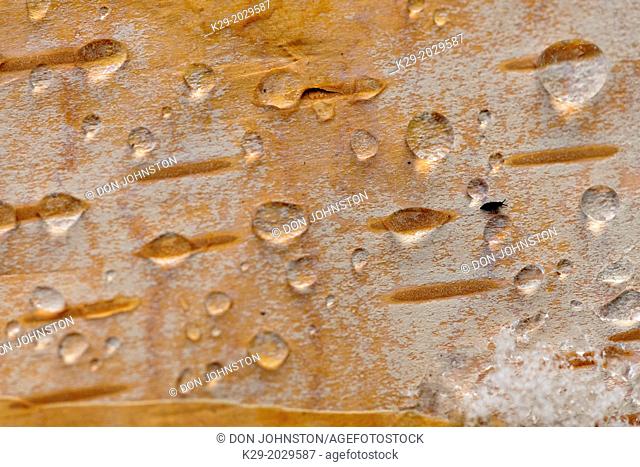 White Birch (Betula papyrifera) Close-up of bark with melting snow water drops, , Ontario, Canada