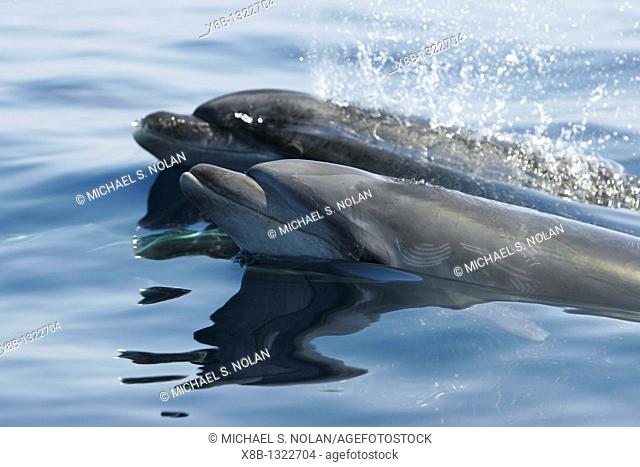 Offshore adult Bottlenose dolphin pair Tursiops truncatus surfacing near Catalina Island in southern California, USA  Pacific Ocean