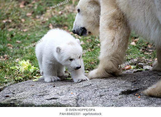 The polar bear newborn that is yet to receive a name and mother Giovanna explore the open air enclosure for the first time at the Tierpark Hellabrunn zoo in...