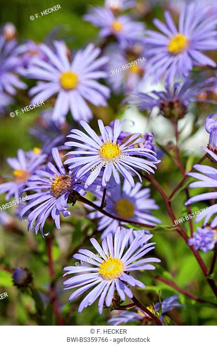 Italian aster, Italian Starwort, European Michaelmas Daisy (Aster amellus), blooming, Germany
