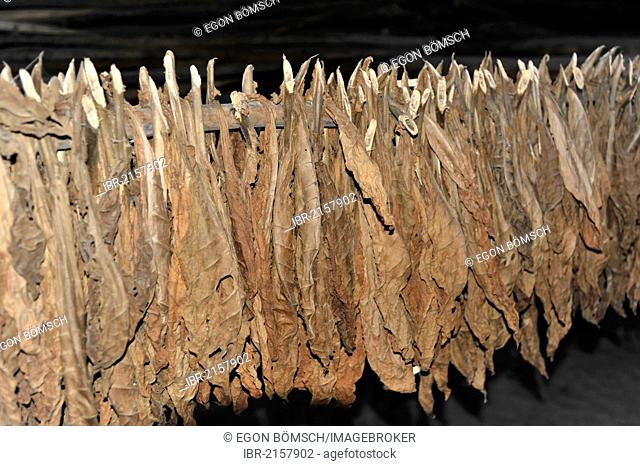 Tobacco hung up to dry in a curing barn near Vinales, Valle de Vinales, Cuba, Greater Antilles, Caribbean, Central America, America