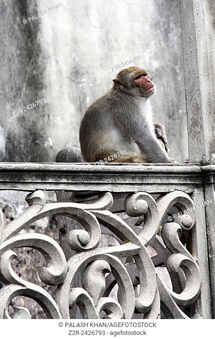 Dhaka 14 August 2014. A young monkey watches eat in a medicine company at Gendaria in old area of Dhaka city, Bangladesh