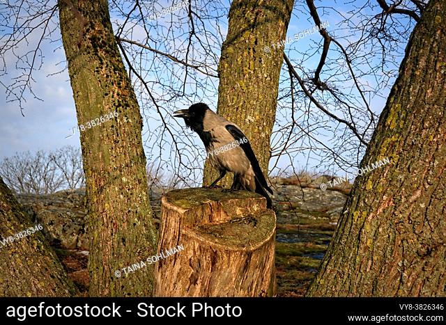 Male crow cawing while perched on a tree stump, surrounded by tree trunks. Beautiful morning of spring