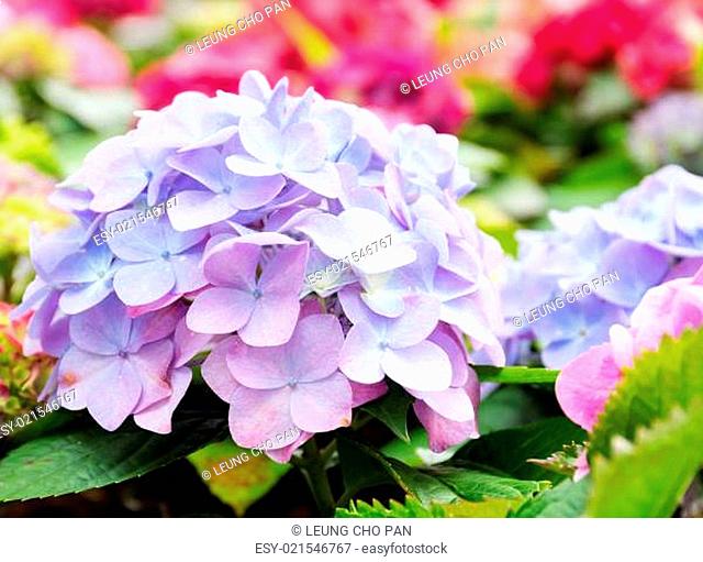 Purple blue hydrangea flower