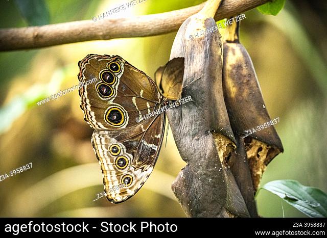 Butterflies love a sugary treat, especially during the Autumn when food is harder to find. An old banana will provide just that