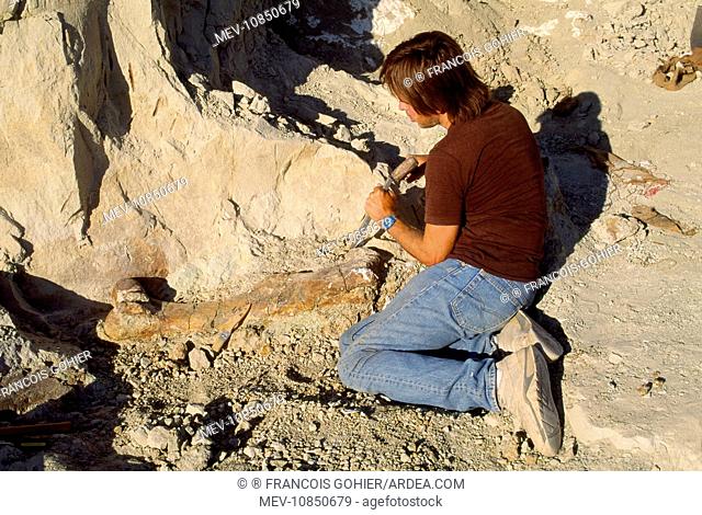 Dinosaur - excavating Allosaurus tibia. Morrison Formation, Jurassic. Dry Mesa Quarry, Colorado, USA